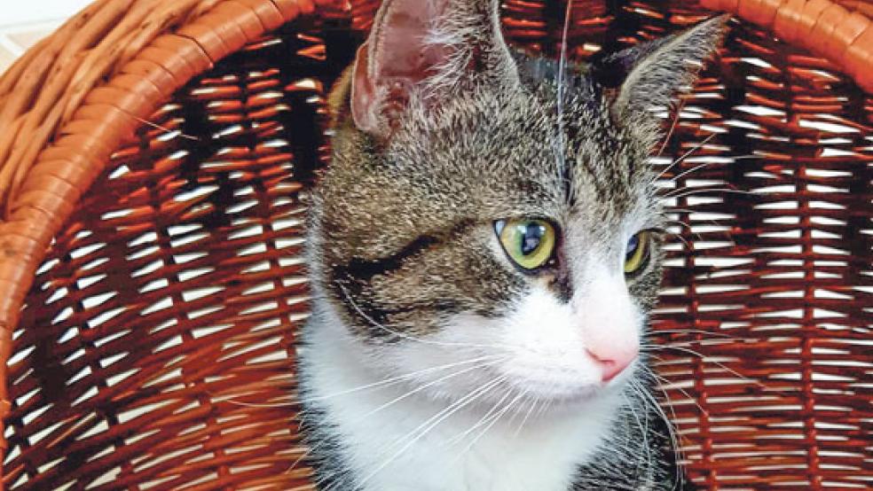 »Mylo« ist ein richtiger Kuschelkater, der Schmuseeinheiten sehr genießt. © Foto: Tierschutz Rheiderland