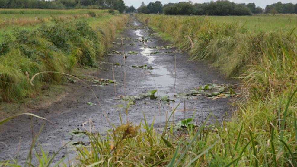 Das Ossetief, das zum Schöpfwerk führt, ist bereits komplett ausgetrocknet.  © Foto: Muising