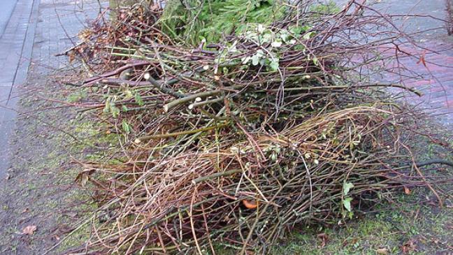 Strauchschnitt wird wieder abgeholt