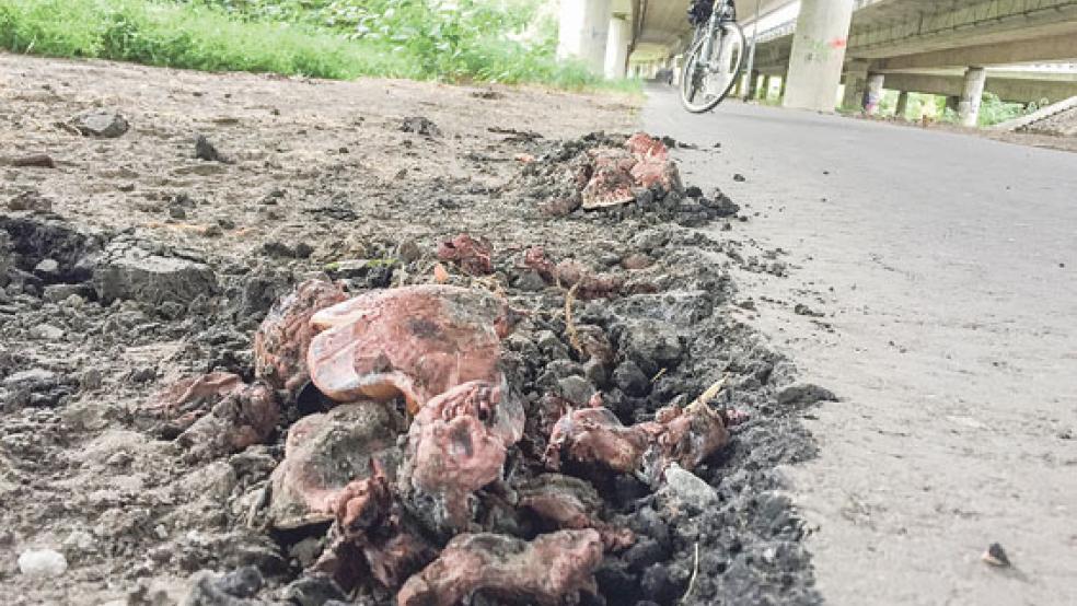 Experten rätseln, welche Pilzart die Asphaltdecke eines Radweges unter der Harsweger Autobahnbrücke in Emden durchbrochen hat. © Foto: Klose