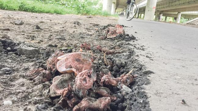 Pilze mit Sprengkraft