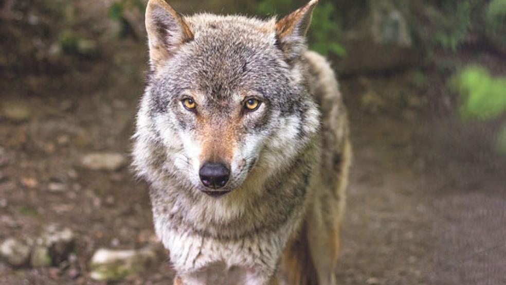 Wolf oder Weidetierhaltung - das Landvolk fordert eine Entscheidung. © Foto:Pixabay