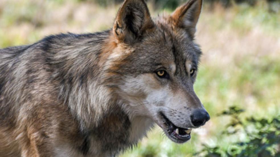 Das Eindringen des Wolfes in die hiesige Region versetzt Nutztierhalter in Sorge. © Symbolfoto: Pixabay
