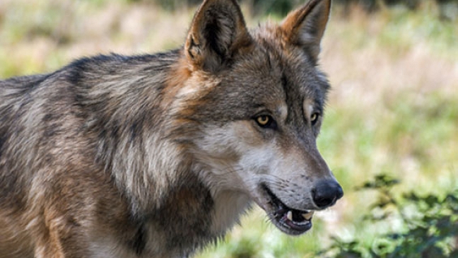 »Wolf ins Jagdrecht aufnehmen«