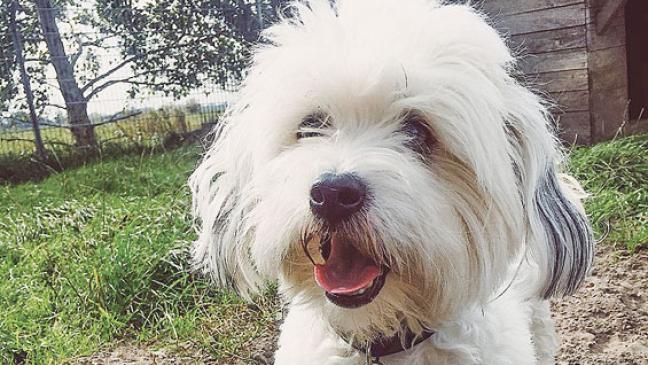 »Lemmi« ist ungern allein