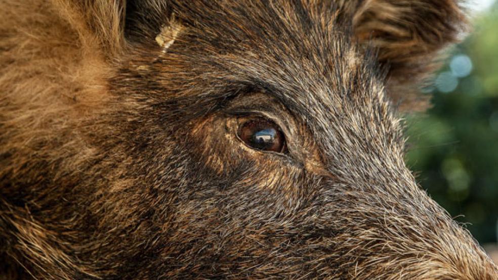 In toten Wildschweinen in Belgien wurde die Afrikanische Schweinepest nachgewiesen. Der Landkreis Leer warnt vor einem möglichen Ausbruch in der Region. © Foto: pixabay