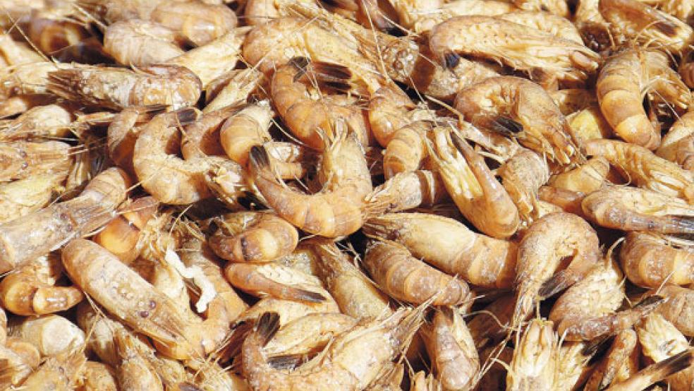 Aufgrund der großen Krabbenmengen bekommen die Fischer derzeit nur drei Euro pro Kilogramm. © Symbolfoto: Pixabay