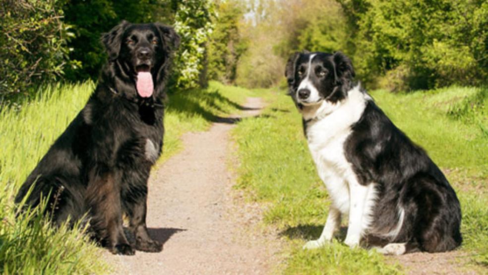 Einen Auslaufplatz für Hunde wünscht sich die Ratsgruppe UGFG in Weener. Die SPD unterstützt das Projekt grundsätlich. © Foto: Pixabay