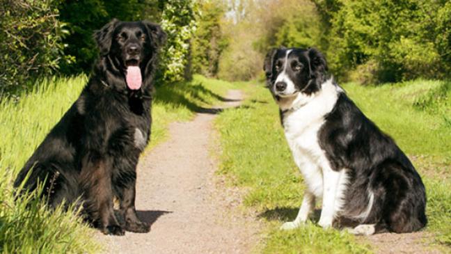 Hundeauslauf in Weener?  Stadt prüft