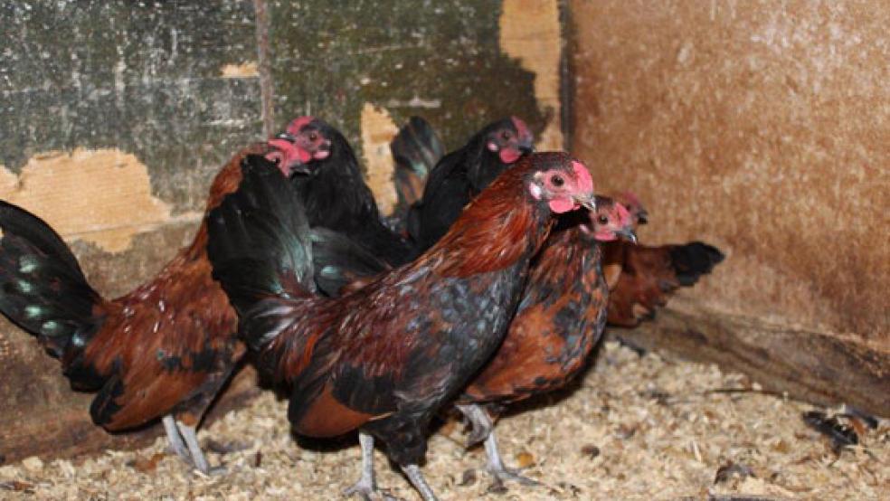 Im Landkreis Wittmund sind erneut ausgesetzt worden. Die Polizei sucht nach Zeugen.  © Foto: Polizei