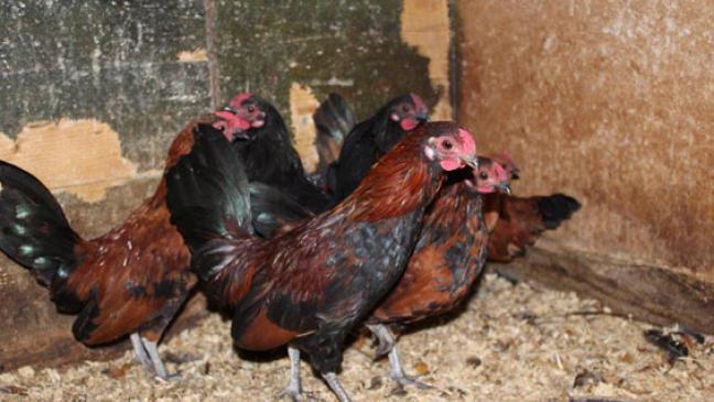 Anwohner fangen Hühner wieder ein