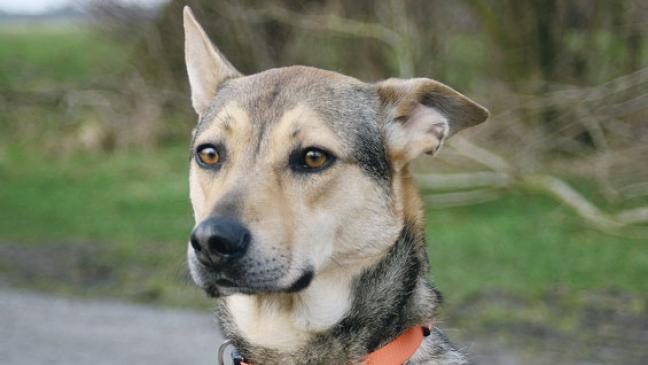 Eine Familie für Rüde »Paul«