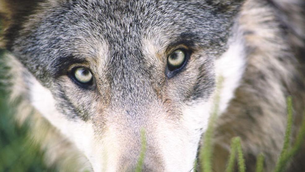 Nach dem Fund toter Kälber in Weener und Bunde wird nun geprüft, ob die Tiere von einem Wolf gerissen wurden. © Foto: Pixabay