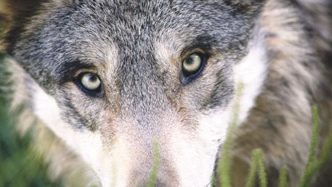 Tote Kälber: War es wieder ein Wolf?