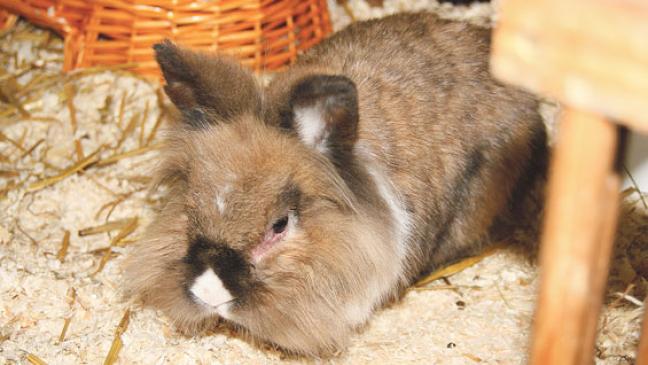 Kaninchen sucht ein Zuhause