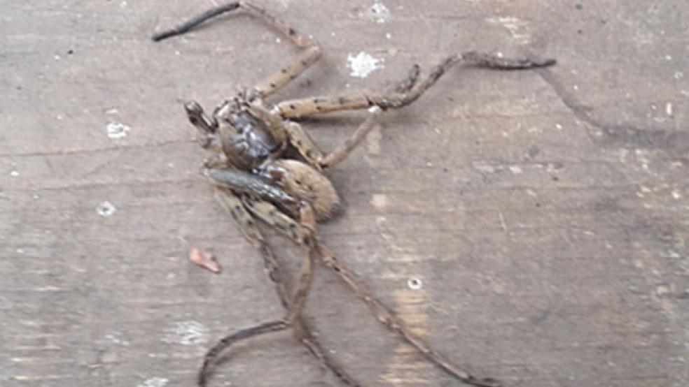 Jähes Ende nach einer offenbar langen Reise: Diese Spinne wurde am Freitag in einem Bündel Bananen in Weener entdeckt. © Foto: privat