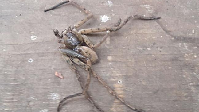 Schock nach Gruselfund in Bananen