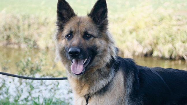 Schäferhündin im Moor eingefangen