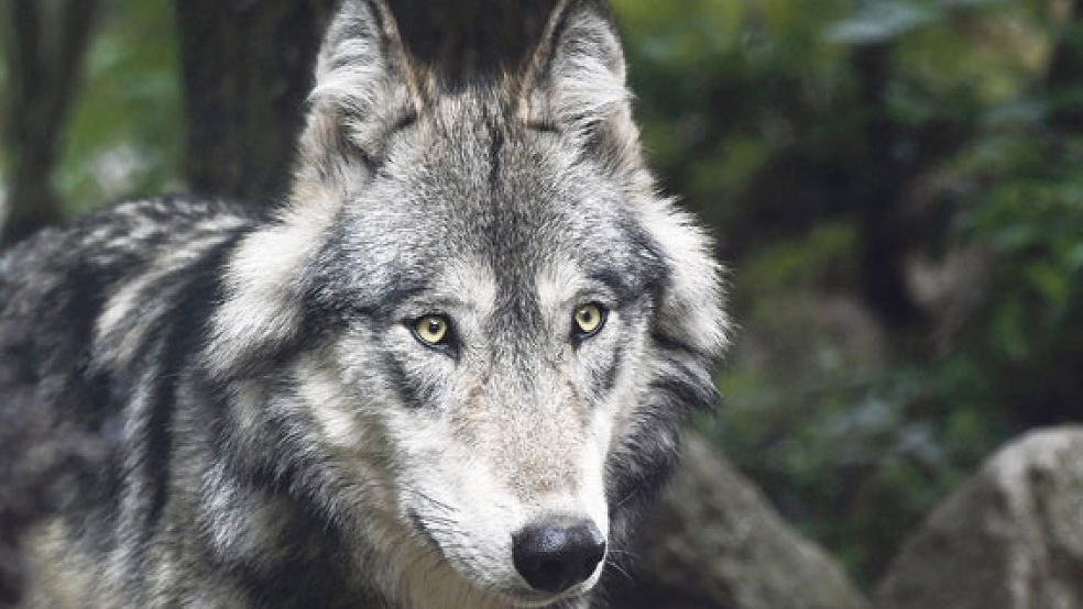 Im Juli riss ein Wolf in Bunde 18 Schafe. Ist so ein Raubtier auch für die Fälle in Pogum und Ditzum verantwortlich? © <br>Symbolfoto: Pixabay