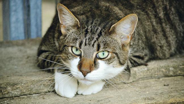 Katzen kostenlos kastrieren