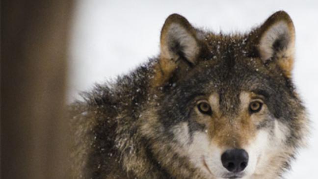 Kadaver angefressen: War es ein Wolf?