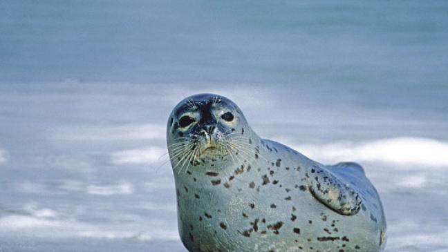 Seehund-Nachwuchs auf Rekord-Niveau