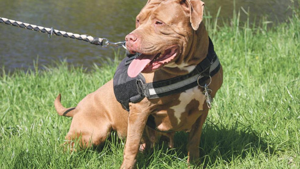 »Hexe« lebt seit einem Jahr im Tierheim in Stapelmoor und sucht nun ein neues Zuhause.  © Foto: Tierschutz Rheiderland