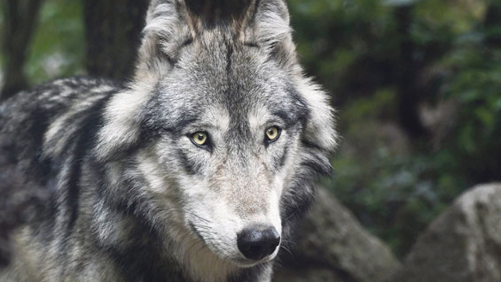 Im Juli riss ein Wolf in Bunde 18 Schafe. In den beiden Fälle in Bunde und Weener ist er jedoch nicht der Verursacher. © <br>Symbolfoto: Pixabay