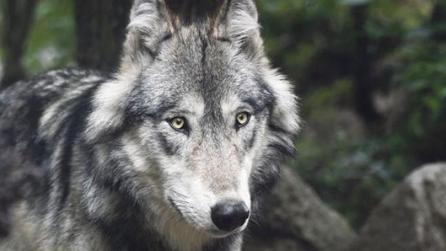 Tote Kälber: Es war nicht der Wolf