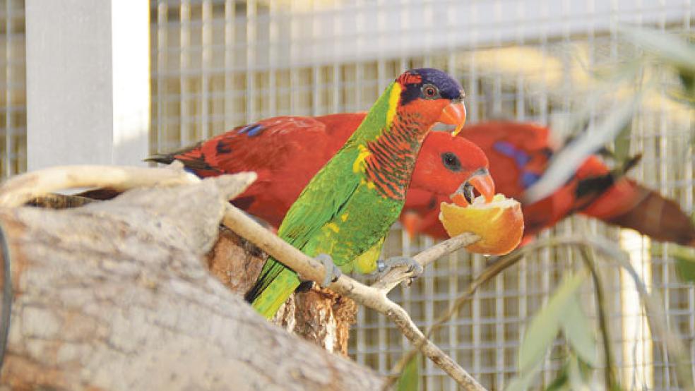 Solche farbenfrohen Schönheiten bekommt man nicht jeden Tag zu sehen. Am kommenden Wochenende können Interessierte diesen Schmucklori (vorne) und den Rotlori bei der Vogelschau in Bunde bewundern. © Fotos: Himsted