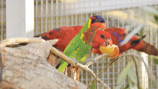 An Farbenpracht kaum zu überbieten