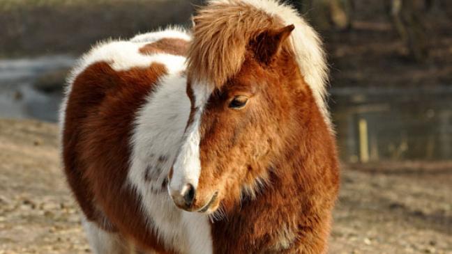 Pony eingeschläfert