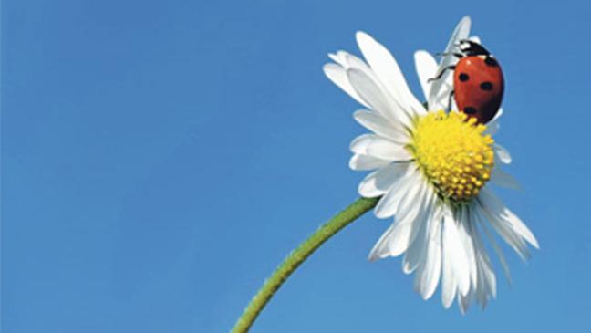 Alles öko - oder was?