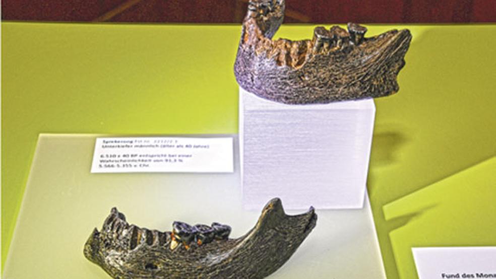 Die beiden Relikte: oben der Unterkiefer von Spiekeroog, unten der von Baltrum. Beide weisen kraftvolle Knochensubstanz auf. © Foto: Former/Landschaft