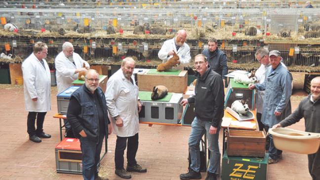 800 Langohren unter kritischen Augen