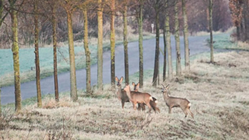 Vor allem auf Landstraßen kommt es immer wieder zu Unfällen durch Wildwechsel. © Foto: Pixabay