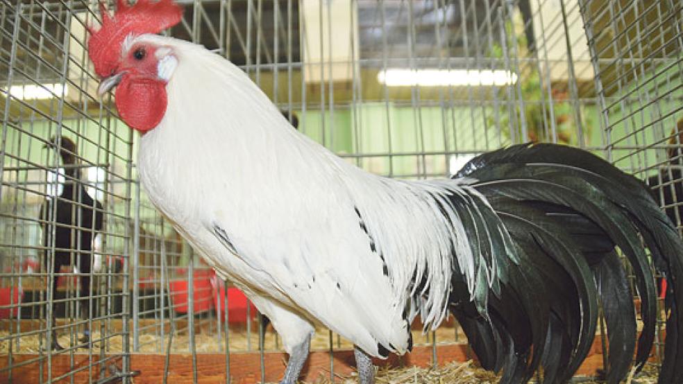 Die Zucht von Ostfriesischen Möwen wird vom Land Niedersachsen gefördert. Sie gehören zu den stark gefährdeten Rassen. Auf der Geflügelschau in Weener hat diese »gefiederte Preziose« ihre Besonderheit unterstrichen - und wurde mit »Hervorragend« bewertet.  © Fotos: Himstedt