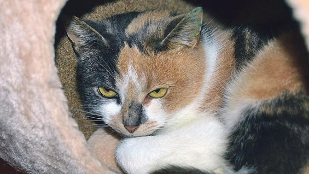 »Zoe« kann sehr freundlich und verschmust sein. © Foto: Streunerkatzen