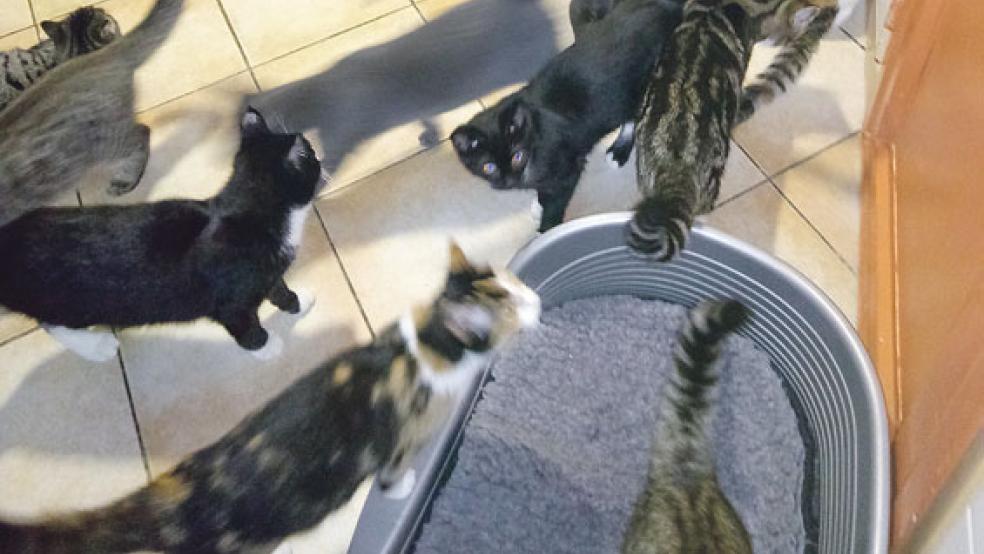 Viel Trubel herrscht derzeit im Katzenhaus des Tierheims. Alle Samtpfoten suchen ein neues Zuhause.  © Foto: Tierschutz