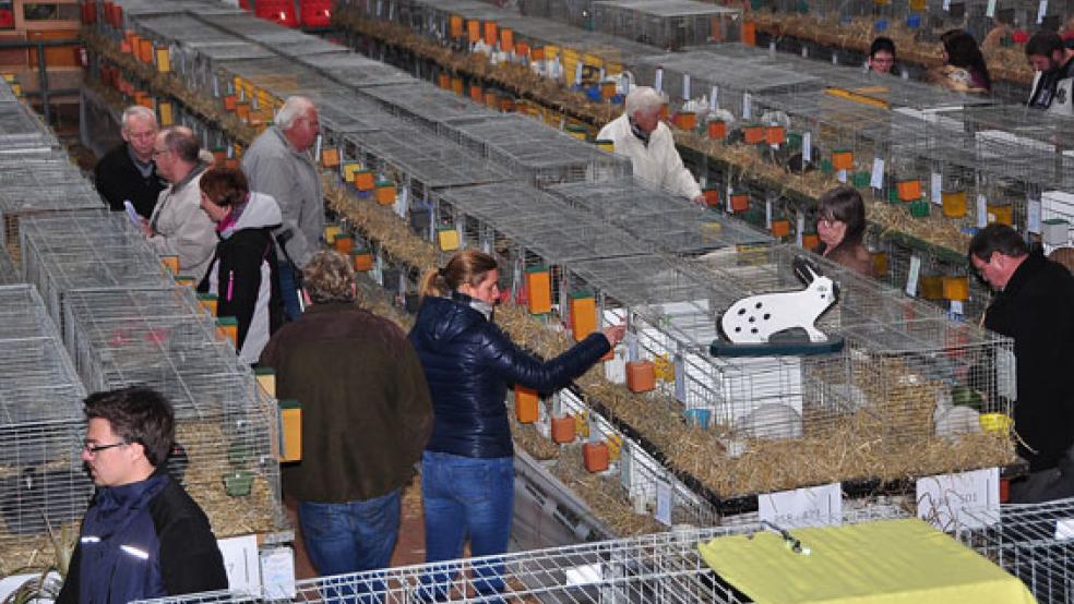 800 Kaninchen wurden bei der Kreisverbandsschau in Leer ausgestellt, wobei I57 aus Weener MIt-Ausrichter war. © Foto: Wolters