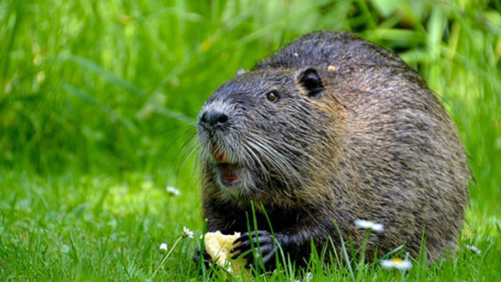 Bei der Nutria (Biberratte) handelt es sich um eine eingewanderte Tierart, die erhebliche Schäden unter anderem an Wasserbauanlagen anrichtet. © Foto: pixabay