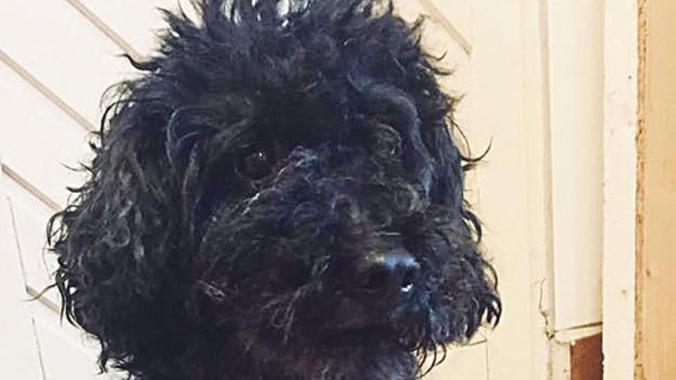 Pudel »Timmy« hat sein Frauchen verloren. © Foto: Tierschutz