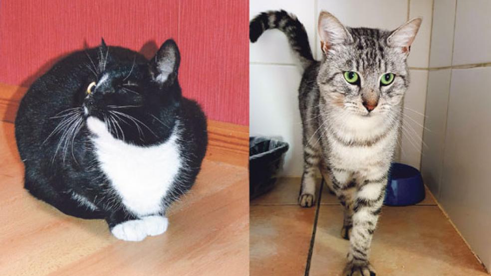 Zwei Vierbeiner auf Schmusekurs: »Silver« (rechts) und »Smilla« warten auf ein neues Zuhause. © Fotos: privat