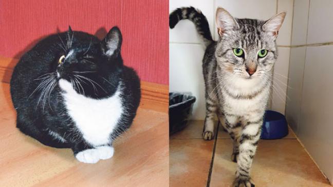 Wer nimmt »Silver« und »Smilla« auf ?