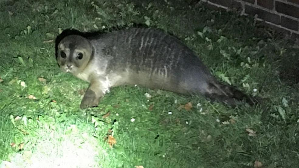 Dieser Seehund hielt sich am Freitagabend im Vorgarten eines Wohnhauses in Holtgast bei Esens auf. © Foto: Polizei