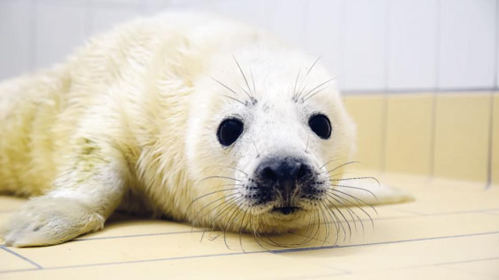 Kegelrobbe »Trudi« wird jetzt in der Quarantänestation in Norddeich betreut. © Foto: Seehundstation Norddeich