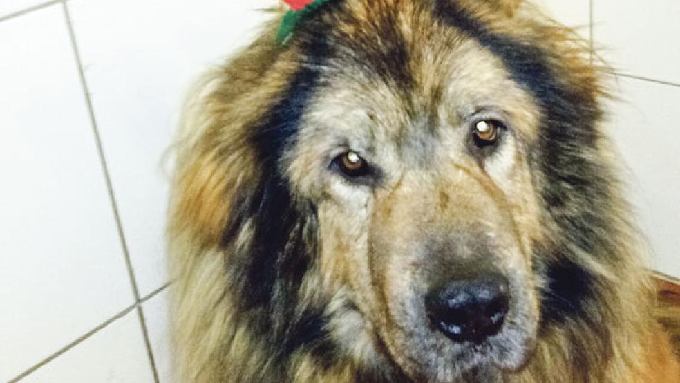 Hund »Beer« sendet weihnachtliche Grüße aus dem Tierheim  © Foto: Tierschutz