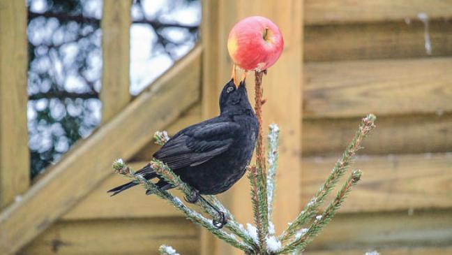 Usutu-Virus: Amsel droht der Absturz