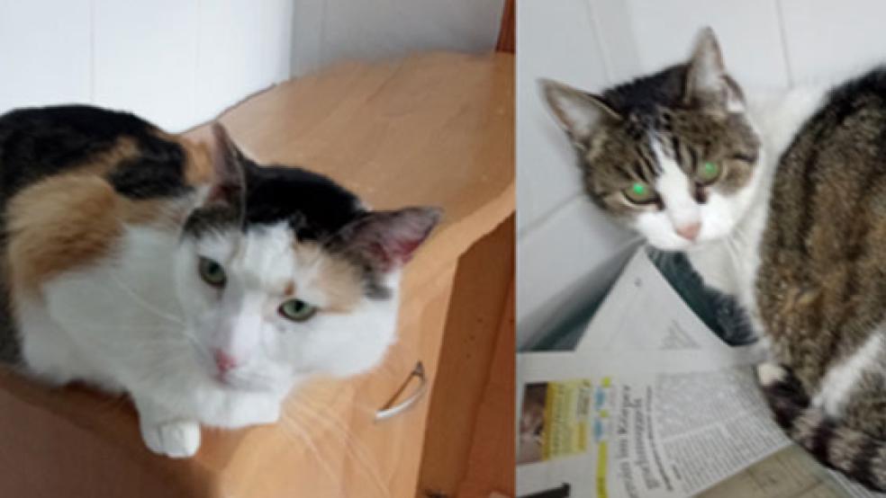 »Mikka« (rechts) mag es ruhig und ist gerne die einzige Katze. »Pauline« ist erst drei Jahre alt und sehr verschmust. © Fotos: Tierschutz Rheiderland