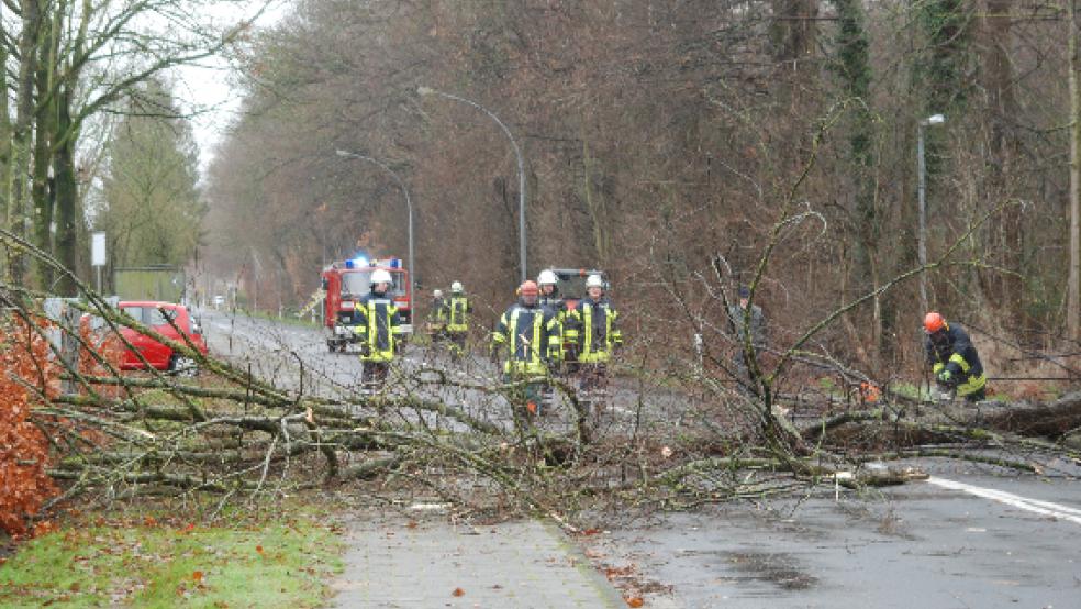 Der umgesägte Park-Baum am Eingang des Stapeloorer Parks wird zerlegt und abtransportiert. © Foto: Hoegen